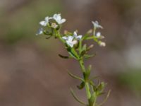 Galium palustre ssp. palustre Skogsbyalvaret, Mörbylånga, Öland, Sweden 20190609_0158