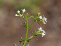 Galium palustre ssp. palustre Skogsbyalvaret, Mörbylånga, Öland, Sweden 20190609_0159