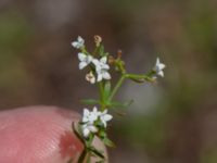 Galium palustre ssp. palustre Skogsbyalvaret, Mörbylånga, Öland, Sweden 20190609_0160