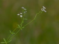 Galium palustre ssp. palustre Toarpsdammen, Malmö, Skåne, Sweden 20190621_0092