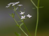 Galium palustre ssp. palustre Toarpsdammen, Malmö, Skåne, Sweden 20190621_0093