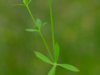 Galium palustre ssp. palustre Toarpsdammen, Malmö, Skåne, Sweden 20190621_0094