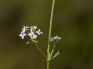 Galium saxatile - Heath Bedstraw - Stenmåra