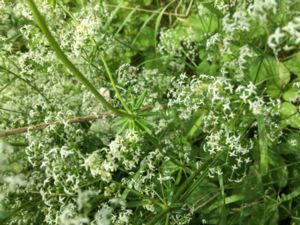 Galium spurium - False Cleavers - Småsnärjmåra