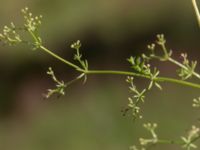 Galium suecicum var. suecicum Strönasjön, Osby, Skåne, Sweden 20200731_0121