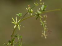 Galium suecicum var. suecicum Strönasjön, Osby, Skåne, Sweden 20200731_0122