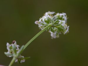 Galium uliginosum - Fen Bedstraw - Sumpmåra