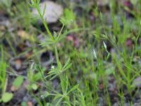 Galium uliginosum Ensligheten, Ystad, Skåne, Sweden 20170620_0113