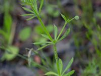 Galium uliginosum Ensligheten, Ystad, Skåne, Sweden 20170620_0114