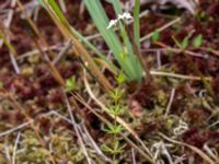 Galium uliginosum Hunneröds mosse, Svedala, Skåne, Sweden 20160717_0050