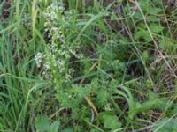 Galium uliginosum Husie mosse, Malmö, Skåne, Sweden 20140920_0010