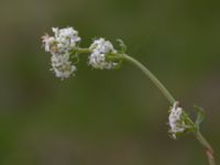 Galium uliginosum Kungsmarken, Lund, Skåne, Sweden 20160528_0023