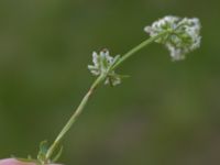 Galium uliginosum Kungsmarken, Lund, Skåne, Sweden 20160528_0024