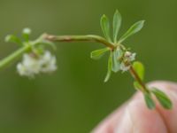 Galium uliginosum Kungsmarken, Lund, Skåne, Sweden 20160528_0025