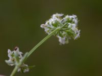 Galium uliginosum Kungsmarken, Lund, Skåne, Sweden 20160528_0026