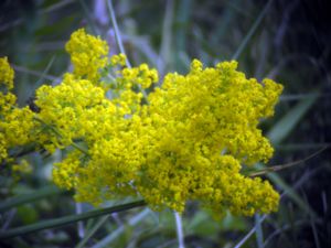 Galium verum - Lady´s Bedstraw - Gulmåra