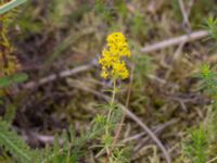 Galium verum Dynan, Tygelsjö ängar, Malmö, Skåne, Sweden 20210811_0043