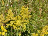 Galium verum Skäpperöds fälad, Hörby, Skåne, Sweden 20140720_0187