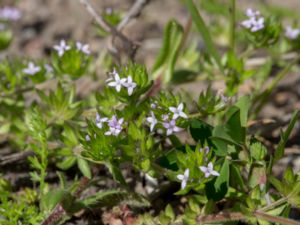 Sherardia arvensis - Field Madder - Åkermadd