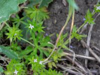 Sherardia arvensis Dalby västermark, Lund, Skåne, Sweden 20150608_0022