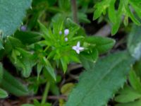 Sherardia arvensis Dalby västermark, Lund, Skåne, Sweden 20150608_0023