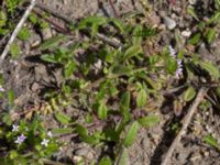 Sherardia arvensis Pumphuset, Tygelsjö ängar, Malmö, Skåne, Sweden 20150524_0010