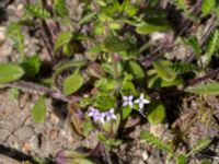 Sherardia arvensis Pumphuset, Tygelsjö ängar, Malmö, Skåne, Sweden 20150524_0012