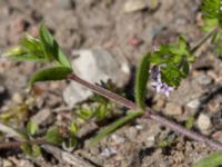 Sherardia arvensis Pumphuset, Tygelsjö ängar, Malmö, Skåne, Sweden 20150524_0013