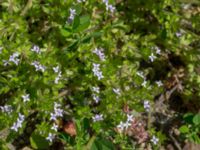 Sherardia arvensis Pumphuset, Tygelsjö ängar, Malmö, Skåne, Sweden 20150524_0019