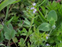 Sherardia arvensis Svarta hål, Revingefältet, Lund, Skåne, Sweden 20160703_0062