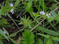 Sherardia arvensis Svarta hål, Revingefältet, Lund, Skåne, Sweden 20160703_0063