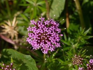 Phuopsis stylosa - Caucasian Crosswort - Bollmåra