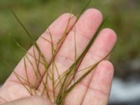 Ruppia maritima Skanörs ljung, Falsterbohalvön, Vellinge, Skåne, Sweden 20160820_0029