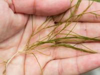 Ruppia maritima Skanörs ljung, Falsterbohalvön, Vellinge, Skåne, Sweden 20160820_0031