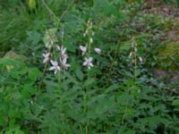 Dictamnus albus Herrgårdsparken, Fröseke, Uppvidinge, Småland, Sweden 20190608_0491