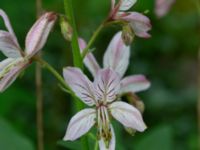 Dictamnus albus Herrgårdsparken, Fröseke, Uppvidinge, Småland, Sweden 20190608_0494