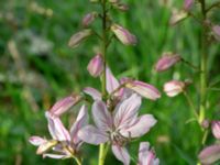 Dictamnus albus Herrgårdsparken, Fröseke, Uppvidinge, Småland, Sweden 20190608_0500