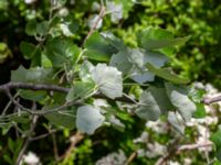 Populus alba Ödetomterna, Bunkeflo strandängar, Malmö, Skåne, Sweden 20190528_0041