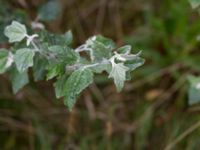 Populus alba Dalabadet, Trelleborg, Skåne, Sweden 20150628_0106