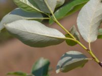 Populus balsamifera 