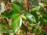 Populus balsamifera 