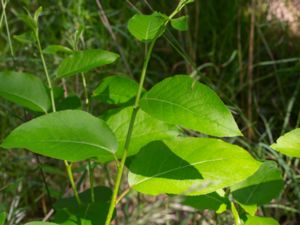 Populus laurifolia - Laurel-leaved Poplar - Lagerpoppel