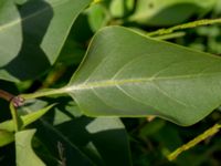 Populus balsamifera Ulricedal, Malmö, Skåne, Sweden 20190618_0050