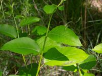 Populus laurifolia Hofterup 1.4 km NNE Barsebäcks slott, Kävlinge, Skåne, Sweden 20190618_0058