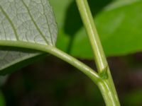 Populus laurifolia Hofterup 1.4 km NNE Barsebäcks slott, Kävlinge, Skåne, Sweden 20190618_0061