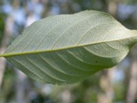 Populus laurifolia Hofterup 1.4 km NNE Barsebäcks slott, Kävlinge, Skåne, Sweden 20190618_0063