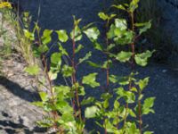 Populus nigra 'Plantierensis' Inre hamnen, Malmö, Skåne, Sweden 20170715_0044