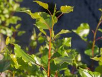 Populus nigra 'Plantierensis' Inre hamnen, Malmö, Skåne, Sweden 20170715_0048