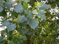 Populus nigra Djurminnesplatsen Spillepeng, Malmö, Skåne, Sweden 20180608_0063