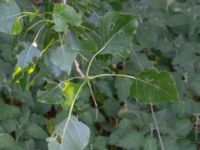 Populus nigra Djurminnesplatsen Spillepeng, Malmö, Skåne, Sweden 20180608_0064